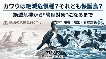 カワウは絶滅危惧種か?