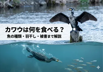 カワウは何を食べる?