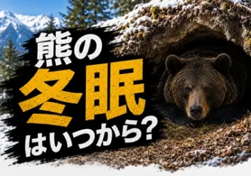 熊の冬眠はいつからか